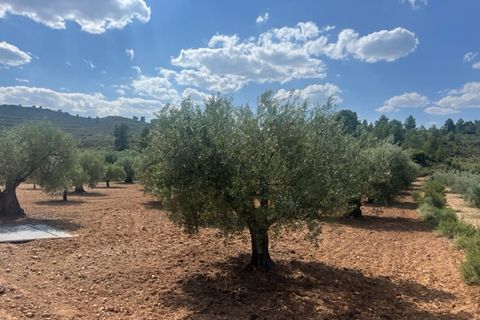 Finca i Zarra, Valencia, Zarra - € 45.000 | Ref: S-1523869 - foto 3