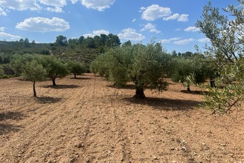 Finca i Zarra, Valencia, Zarra - € 45.000 | Ref: S-1523869 - foto 5