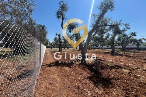 Helårsgrund i Mesagne, Brindisi, Mesagne - € 73.000 | Ref: 9090-91484 - foto 7