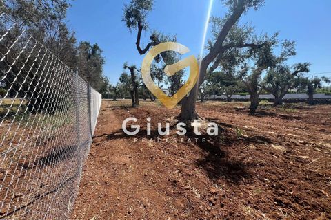Helårsgrund i Mesagne, Brindisi, Mesagne - € 73.000 | Ref: 9090-91484 - foto 8