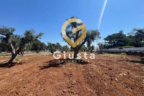 Helårsgrund i Mesagne, Brindisi, Mesagne - € 73.000 | Ref: 9090-91484 - foto 10