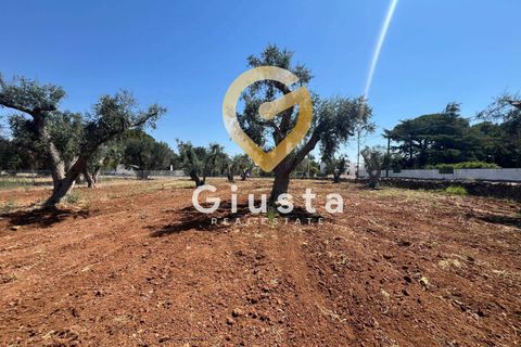 Helårsgrund i Mesagne, Brindisi, Mesagne - € 73.000 | Ref: 9090-91484 - foto 11