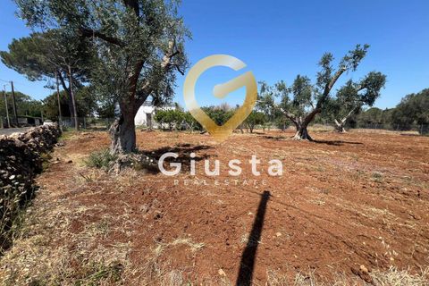 Helårsgrund i Mesagne, Brindisi, Mesagne - € 73.000 | Ref: 9090-91484 - foto 13