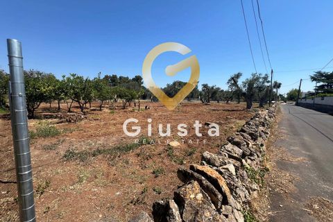 Helårsgrund i Mesagne, Brindisi, Mesagne - € 73.000 | Ref: 9090-91484 - foto 17