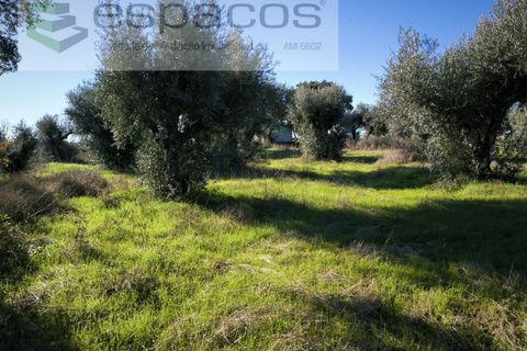 Helårsgrund i Castelo Branco, Castelo Branco, Castelo Branco - € 16.500 | Ref: 5653/EG - foto 2