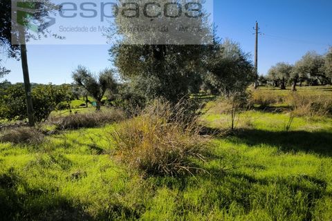 Helårsgrund i Castelo Branco, Castelo Branco, Castelo Branco - € 16.500 | Ref: 5653/EG - foto 4