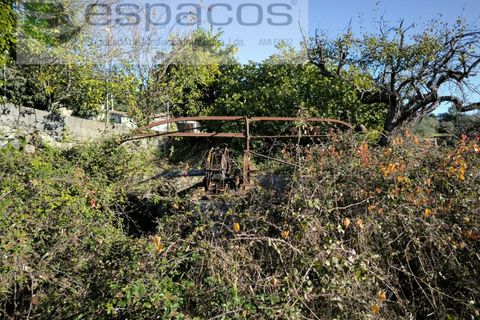 Helårsgrund i Castelo Branco, Castelo Branco, Castelo Branco - € 16.500 | Ref: 5653/EG - foto 5