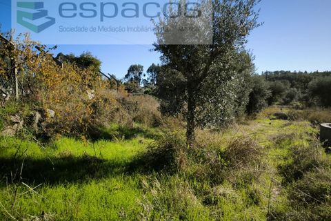 Helårsgrund i Castelo Branco, Castelo Branco, Castelo Branco - € 16.500 | Ref: 5653/EG - foto 6