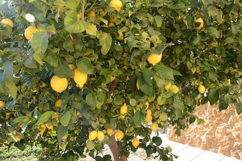 Villa a Abanilla, Murcia, Abanilla - € 349.000 | Ref: 2490 - foto 36