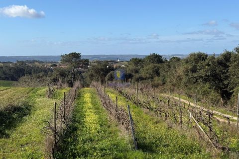 Farm hus i Obidos, Leiria, Obidos - € 350.000 | Ref: CAL-217010 - foto 7