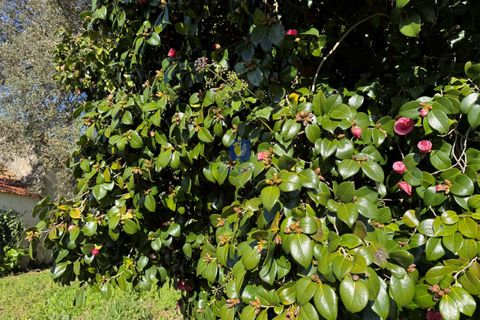 Farm hus i Obidos, Leiria, Obidos - € 350.000 | Ref: CAL-217010 - foto 21
