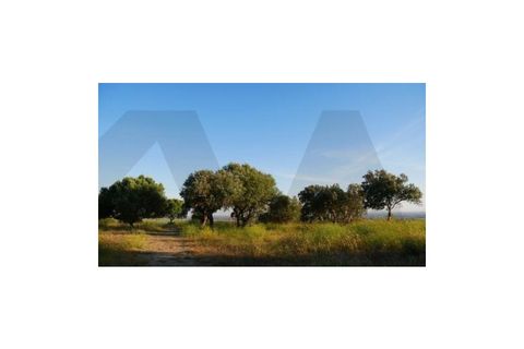 Helårsgrund i Alter do Chao, Portalegre, Alter do Chao - € 25.000 | Ref: KWPT-026326 - foto 2
