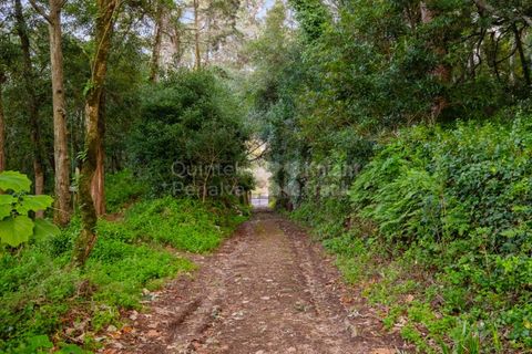 Farm i Sintra, Lisbon, Sintra - € 4.000.000 | Ref: PROP-33524 - foto 8
