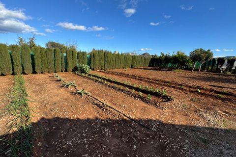 Finca i Ondara, Alicante, Ondara - € 190.000 | Ref: F0209 - foto 29