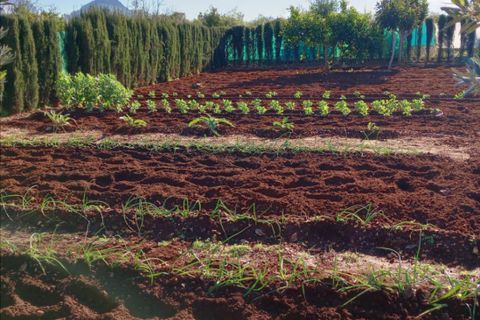 Finca i Ondara, Alicante, Ondara - € 190.000 | Ref: F0209 - foto 44