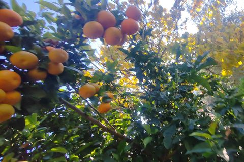Landejendom i Priverno, Latina, Priverno - € 67.000 | Ref: 2148 - foto 23