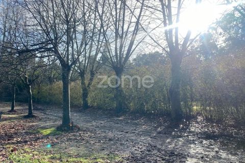 Helårsgrund i Vagos, Aveiro, Vagos - € 35.000 | Ref: ZMPT583904 - foto 4