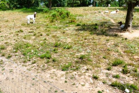 Farm i Alcobaca, Leiria, Alcobaca - € 850.000 | Ref: ALC_NR - foto 5