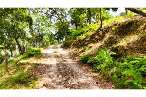 Farm i Alcobaca, Leiria, Alcobaca - € 850.000 | Ref: ALC_NR - foto 6