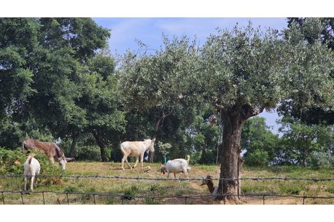 Farm i Alcobaca, Leiria, Alcobaca - € 850.000 | Ref: ALC_NR - foto 11