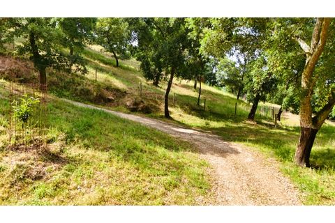 Farm i Alcobaca, Leiria, Alcobaca - € 850.000 | Ref: ALC_NR - foto 14