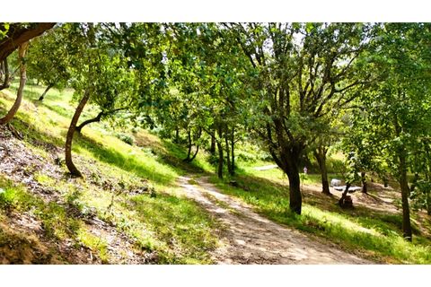 Farm i Alcobaca, Leiria, Alcobaca - € 850.000 | Ref: ALC_NR - foto 16