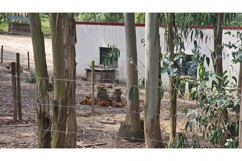 Farm i Alcobaca, Leiria, Alcobaca - € 850.000 | Ref: ALC_NR - foto 24