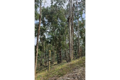 Farm i Alcobaca, Leiria, Alcobaca - € 850.000 | Ref: ALC_NR - foto 27