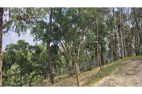 Farm i Alcobaca, Leiria, Alcobaca - € 850.000 | Ref: ALC_NR - foto 28
