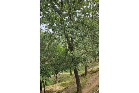Farm i Alcobaca, Leiria, Alcobaca - € 850.000 | Ref: ALC_NR - foto 29
