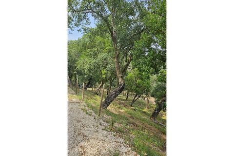 Farm i Alcobaca, Leiria, Alcobaca - € 850.000 | Ref: ALC_NR - foto 30