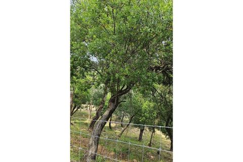 Farm i Alcobaca, Leiria, Alcobaca - € 850.000 | Ref: ALC_NR - foto 31