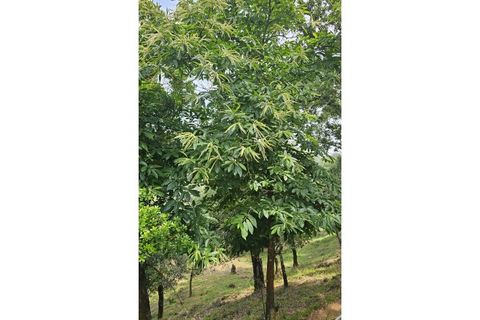 Farm i Alcobaca, Leiria, Alcobaca - € 850.000 | Ref: ALC_NR - foto 33