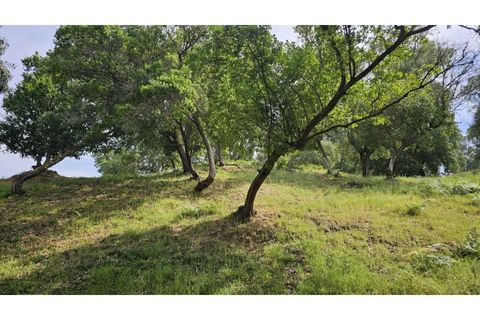 Farm i Alcobaca, Leiria, Alcobaca - € 850.000 | Ref: ALC_NR - foto 42