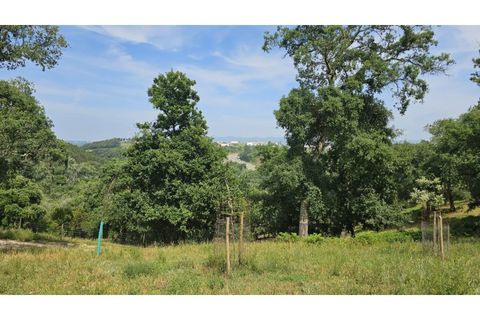 Farm i Alcobaca, Leiria, Alcobaca - € 850.000 | Ref: ALC_NR - foto 44