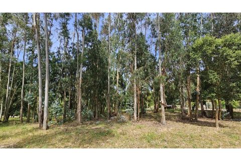 Farm i Alcobaca, Leiria, Alcobaca - € 850.000 | Ref: ALC_NR - foto 45