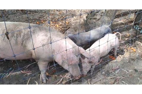 Farm i Alcobaca, Leiria, Alcobaca - € 850.000 | Ref: ALC_NR - foto 46