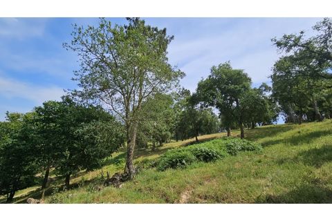Farm i Alcobaca, Leiria, Alcobaca - € 850.000 | Ref: ALC_NR - foto 47