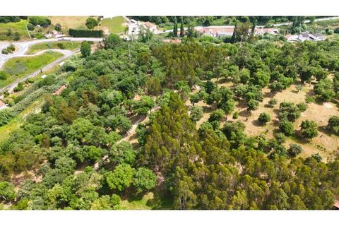 Farm i Alcobaca, Leiria, Alcobaca - € 850.000 | Ref: ALC_NR - foto 50