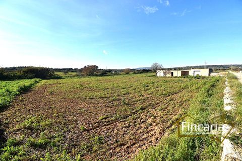 Landejendom i Manacor, Mallorca - foto 2