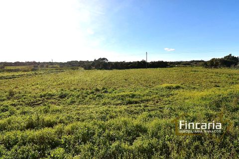 Landejendom i Manacor, Mallorca, Manacor - € 225.000 | Ref: FM-2066 - foto 27