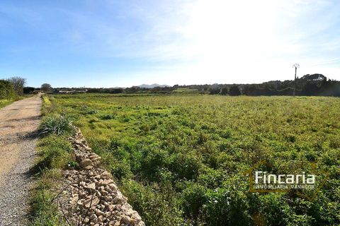 Landejendom i Manacor, Mallorca, Manacor - € 225.000 | Ref: FM-2066 - foto 29