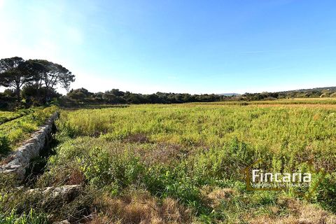Landejendom i Manacor, Mallorca, Manacor - € 225.000 | Ref: FM-2066 - foto 42