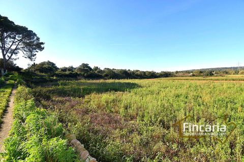 Landejendom i Manacor, Mallorca, Manacor - € 225.000 | Ref: FM-2066 - foto 44