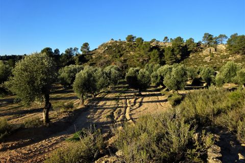 Finca i Maella, Zaragoza, Maella - € 49 000 | Ref: 1087 - foto 25