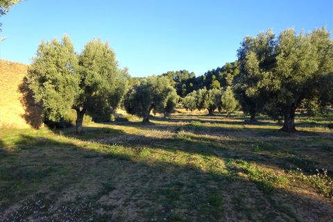 Finca i Maella, Zaragoza, Maella - € 49 000 | Ref: 1087 - foto 14