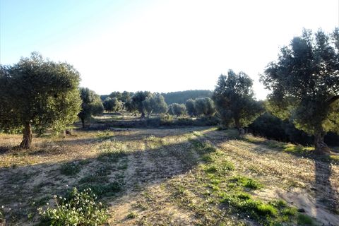 Finca i Maella, Zaragoza, Maella - € 49 000 | Ref: 1087 - foto 27