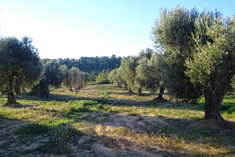 Finca i Maella, Zaragoza, Maella - € 49 000 | Ref: 1087 - foto 19