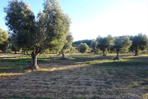 Finca i Maella, Zaragoza, Maella - € 49 000 | Ref: 1087 - foto 21