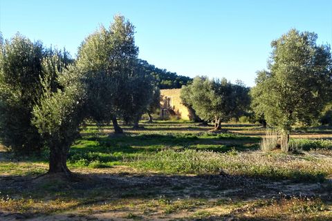 Finca i Maella, Zaragoza, Maella - € 49 000 | Ref: 1087 - foto 17